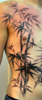 /album/fenykepgaleria/bambusz-2-png/